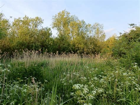 Une famille récoltant des herbes sauvages dans un champ, avec un lapin en arrière-plan