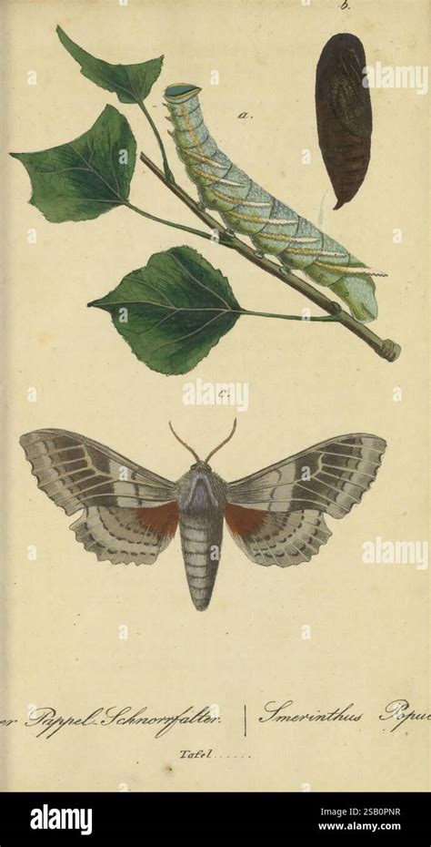 Illustration détaillée d'un adulte Daphnis nerii montrant ses motifs complexes sur les ailes