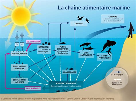 Infographie sur la bioaccumulation des pesticides dans la chaîne alimentaire marine