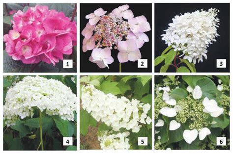 Différents types d'Hydrangea (macrophylla, serrata, paniculata)