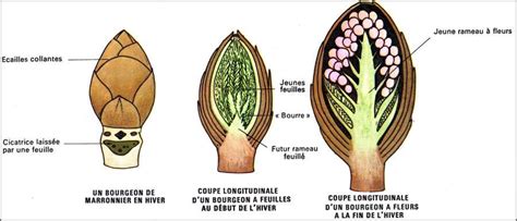 Schéma du développement d'un bourgeon floral