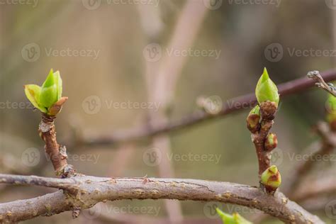 Bourgeons en gros plan sur une branche