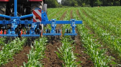 Schéma comparatif : binage mécanique entre les rangs versus désherbage chimique total