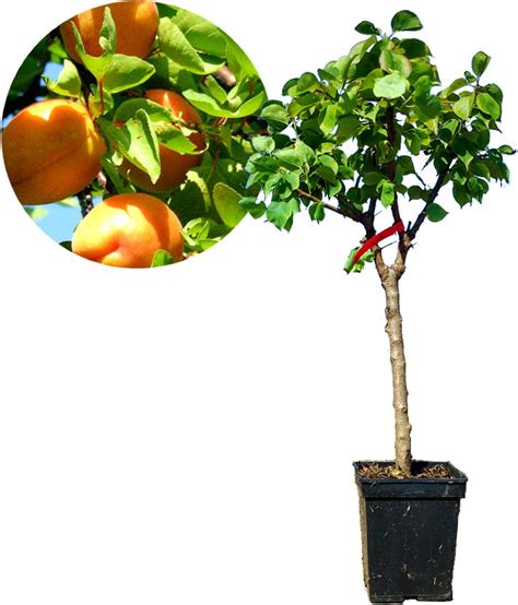 Abricotier cultivé en pot sur une terrasse