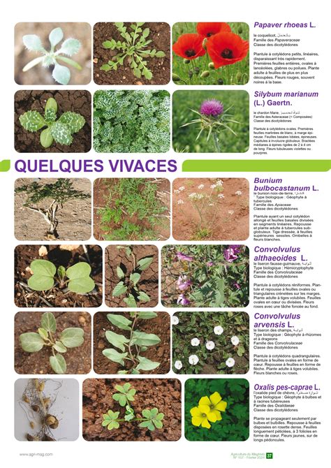 Illustration montrant la diversité des adventices dans un jardin potager