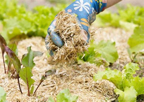 Schéma expliquant les différentes couches de paillage au potager