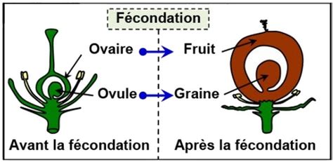 Schéma montrant les différences de fructification entre les variétés bifères et unifères