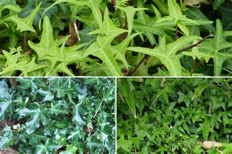 Photo comparative montrant les différentes formes de feuilles entre Hedera helix et Hedera colchica