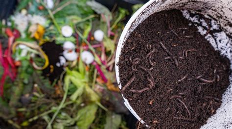 Infographie comparant l'efficacité fertilisante du compost industriel par rapport aux engrais chimiques