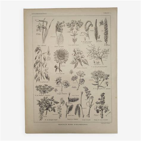 Illustration botanique ancienne représentant une branche de Lonicera caprifolium avec ses fleurs tubulaires caractéristiques