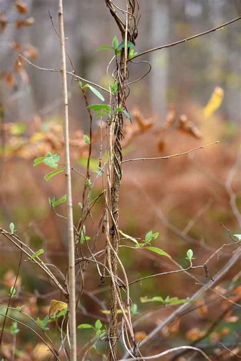 Schéma montrant l'enroulement d'une liane de chèvrefeuille autour d'un jeune tronc d'arbre