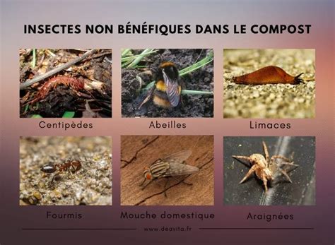 Illustration des différents insectes et larves trouvés dans le compost