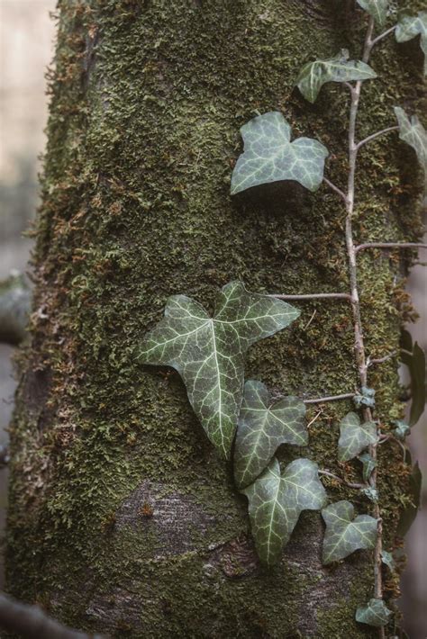 Tronc d'arbre mort couvert de mousse et de lierre