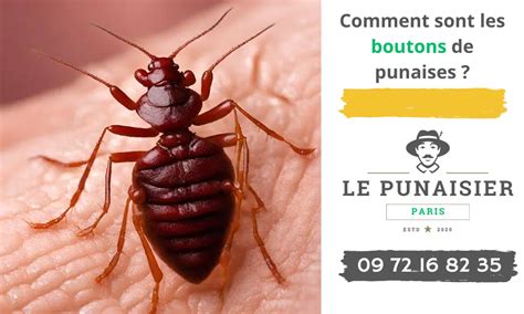 Infographie comparative des dégâts causés par les punaises et les drosophiles sur les baies