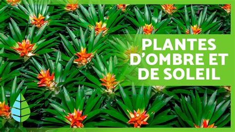 comparaison visuelle entre plantes de soleil et plantes d'ombre