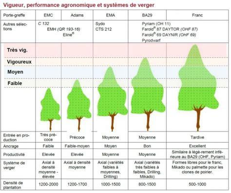 Infographie comparant les systèmes racinaires selon le porte-greffe : Franc, Prunier et Amandier