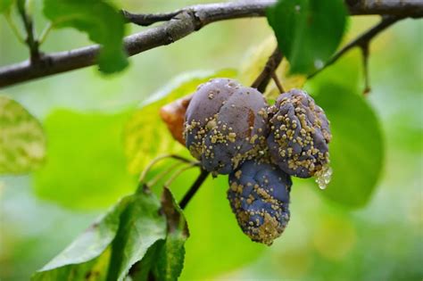 Infographie des traitements biologiques pour les maladies du mûrier