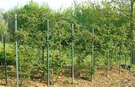 Plantation de mûriers en tranchée