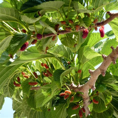 Feuilles de mûrier atteintes d'oïdium