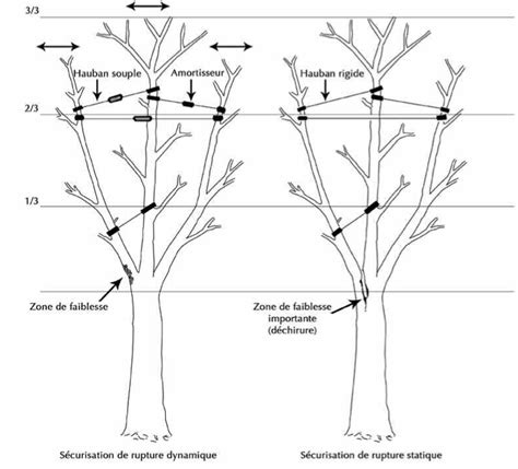 Schéma illustrant la structure d'un jeune pommier avec les branches charpentières sélectionnées