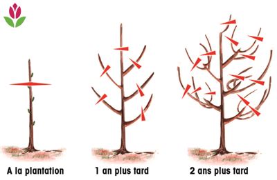 Infographie montrant les étapes de taille d'un scion année après année