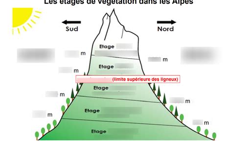 Diagramme des étages de végétation pour optimiser la photosynthèse dans un potager en permaculture