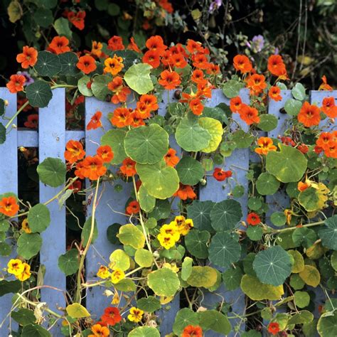 Photo de capucines en fleur entourant un potager de légumes diversifiés