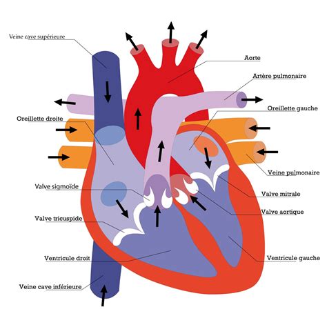 Schéma illustrant les bienfaits de l'hibiscus sur le système cardiovasculaire