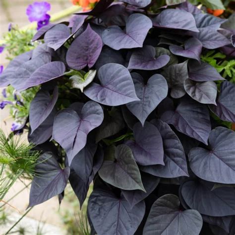Plan rapproché sur le feuillage sombre et cordiforme d'une Ipomoea batatas 'Black Heart'