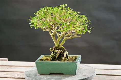 Un bonsaï Serissa foetida en pleine floraison avec ses petites fleurs blanches caractéristiques