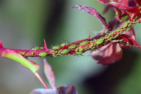 Illustration montrant une colonie de pucerons sur une tige tendre d'hibiscus