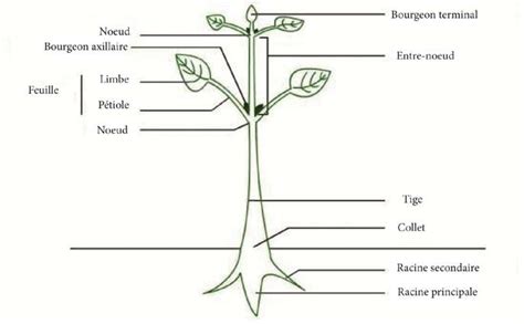Schéma illustrant la montée de sève verticale dans une tige de rosier non taillée versus une tige courbée favorisant les ramifications latérales