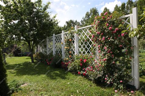 Photo d'un rosier grimpant parfaitement palissé sur une pergola avec des floraisons réparties sur toute la hauteur
