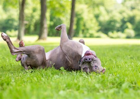 Chien se roulant joyeusement dans l'herbe