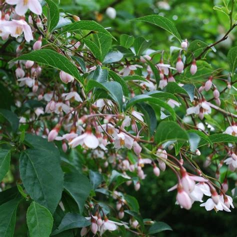 Styrax japonica en fleurs
