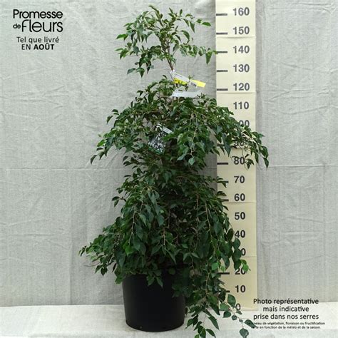 Styrax japonica en pot de bonsaï