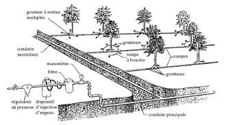 Schéma illustrant l'optimisation d'un verger moderne avec système de micro-irrigation et disposition des arbres