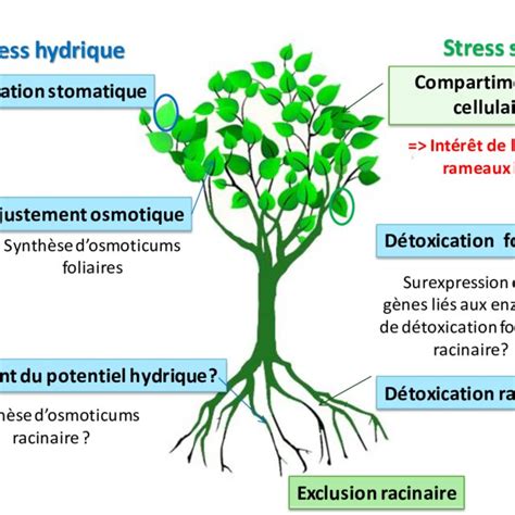 Schéma illustrant l'impact du stress hydrique sur la morphologie des prunes et le flétrissement foliaire
