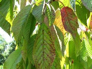 Comparaison visuelle entre les taches de rouille et les nécroses du coryneum sur feuilles de prunier
