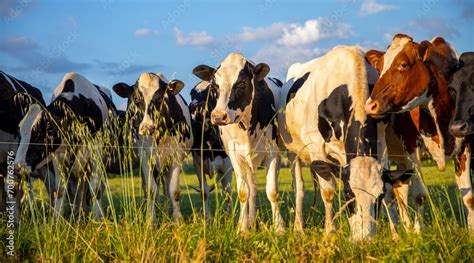 Paysage des alpages savoyards avec des troupeaux de vaches laitières