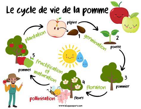 Schéma illustrant le cycle de vie de la pomme, de la fleur à la transformation