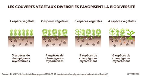 Schéma illustrant l'accumulation de feutre végétal et l'action des lames d'un scarificateur sur le sol