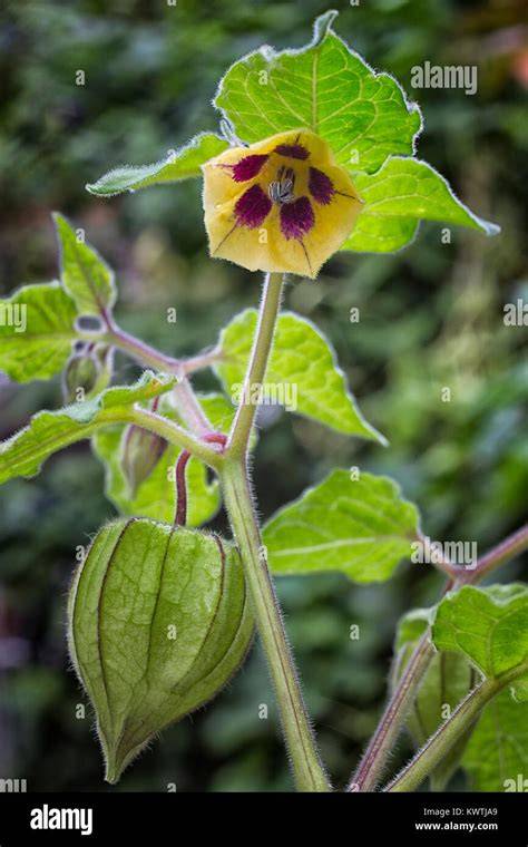 Champ de physalis en fleurs avec des calices en formation