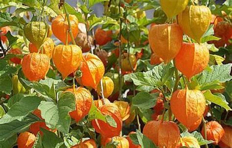 Diagramme illustrant l'exposition idéale au soleil pour les physalis