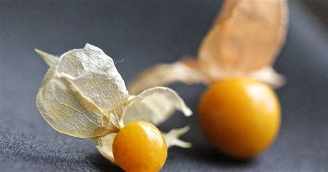 Infographie montrant les étapes de l'extraction des graines de physalis