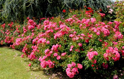jardin fleuri avec rosiers paysagers