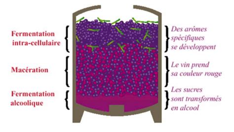 Illustration montrant la macération de tiges de ronce dans un récipient d'eau de pluie