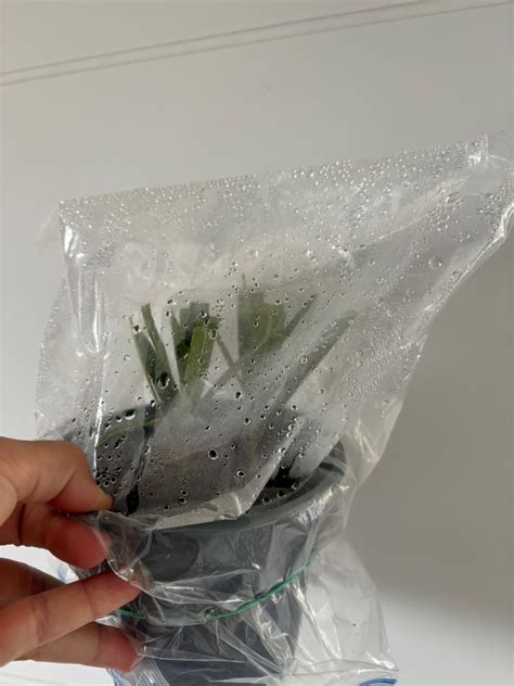 Photo montrant une bouture sous un sac plastique pour créer un effet de serre