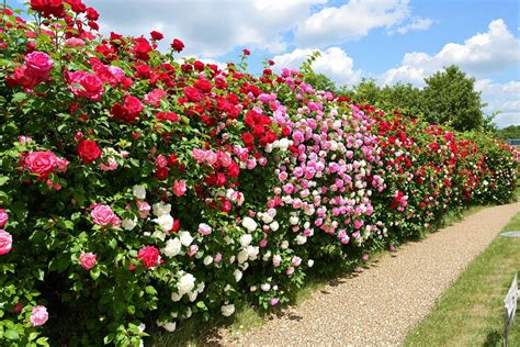 Détail d'une bordure d'œillets au pied d'une haie de rosiers