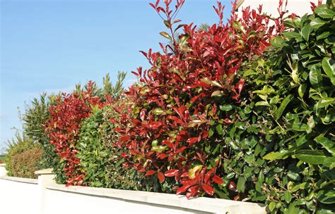 Exemple de haie variée avec des rappels de couleurs (Photinia, Eleagnus, Berberis)